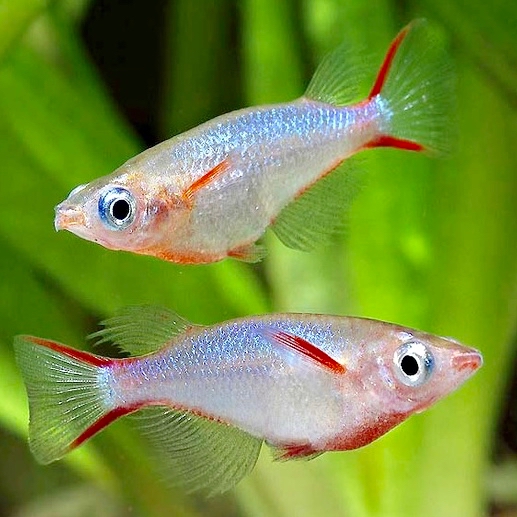 Oryzias woworae   Rijstvisje